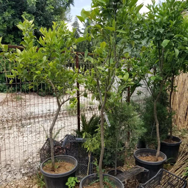 10 Yaş YEDİVEREN Limon Ağacı Saksılı (130 Cm Üzeri)